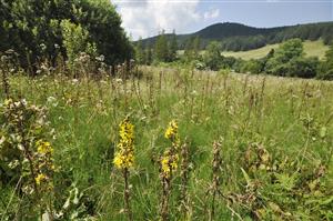 Populácia Ligularia sibirica