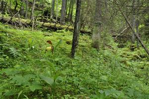 Cypripedium calceolus v poraste smrečiny