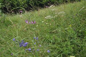Porast Lk2 s Campanula serrata a Gladiolus imbricatus