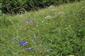 Porast Lk2 s Campanula serrata a Gladiolus imbricatus