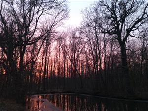 Pohľad na časť TML Veľký les, JV jazierko, foto: 9.1.2025, J.Lengyel.