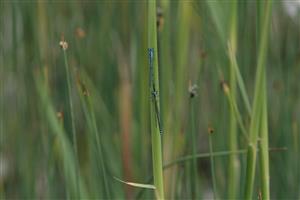 Coenagrion_puella