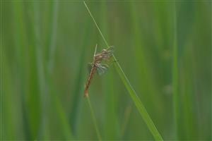 Orthetrum coerulescens