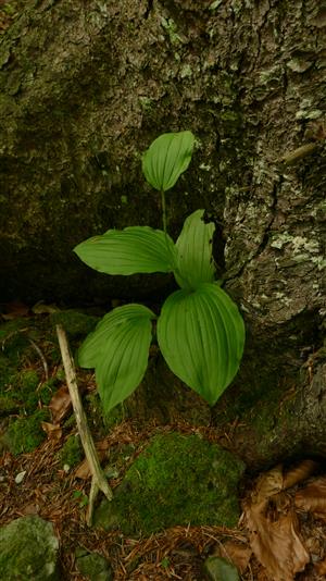 odkvitnutý jedinec Cypripedium calceolus v TML
