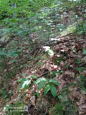 sterilné jedince Cypripedium calceolus v TML (inde)