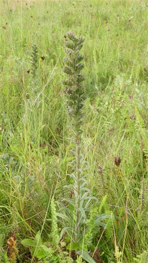 odkvitnutý jedinec Echium russicum v TML