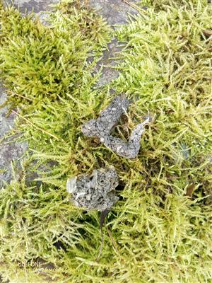 Pobytové znaky_Trus