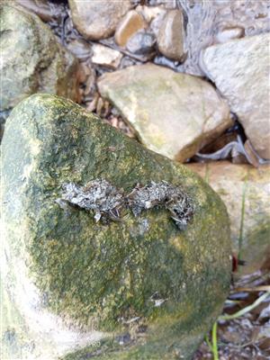 Pobytové znaky_trus