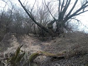 Pohľad na časť TML potok Chrenovka, k.ú. Bánov, toho času bez vody. Foto: 12.1.2025.