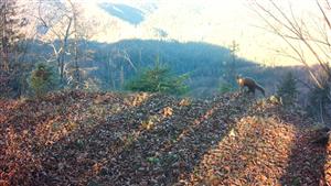 kuna lesná Geravy Cerová
