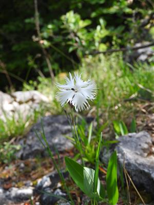 Dianthus praecox hojne v TML