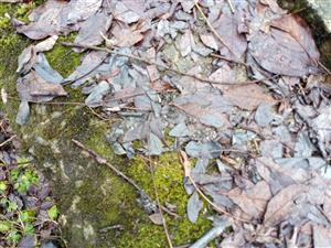 starý trus na stavnici