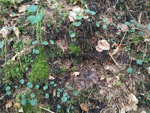 Detailný pohľad na populáciu - sterilné jedince mnohonásobne prevyšujú kvitnúce.