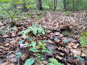 Cyclamen fatrense v poraste vápnomilnej bučiny