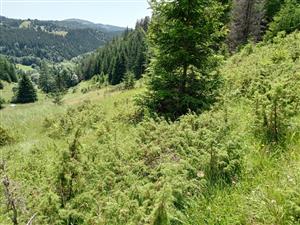 Porasty borievky Kr2 asi na 5% plochy TML