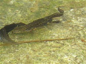 triturus montandonii a bodkoaný
