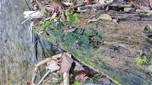 pobytové znaky vydry riečnej