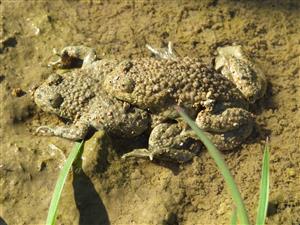 pár kunky žltobruchej prichádzajúci na miesto rozmnožovania