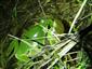 Hyla arborea