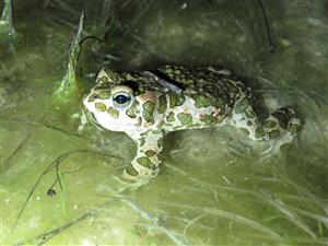 Bufo viridis