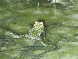 Bufo viridis s vajíčkami