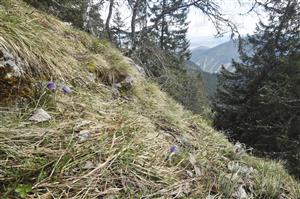 Pulsatilla slavica v poraste Sesleria (biotop Tr5)