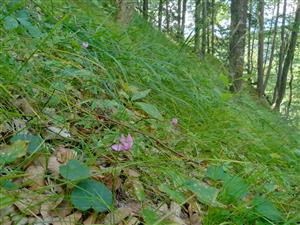 Vápnomilná bučina Ls5.4 s výskytom Cyclamen fatrense