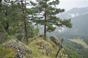 Reliktná borina na vápencových skalách