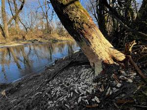 Pobytové znaky - ohryzy