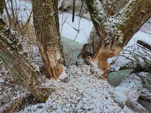 Pobytové znaky - ohryzy