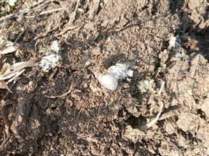 starší trus L.lutra po rozpade, breh východného meandra, TML Žitavský luh, foto: 17.2.2025, J.Lengyel