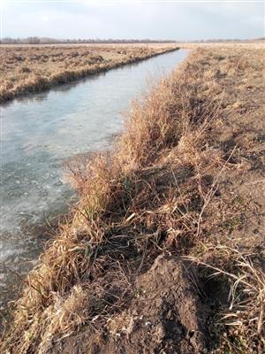 Východný meander TML Žitavský luh, dolu trus Lutra lutra na brehu meandra. Foto: 17.2.2025, J.Lengyel.