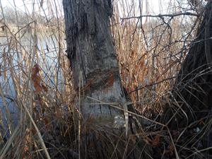 Staršie pobytové znaky, C.fiber, ohryzy, Populus nigra, TML Virstké jazero, foto: 11.2.2025, J.Lengyel.