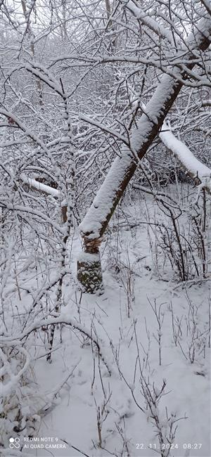 starý ohryz C. fiber 