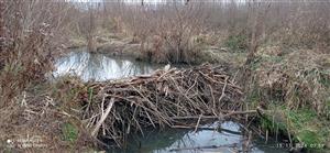 hať bobrov na TML_CastFibe_060