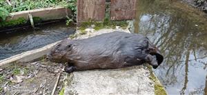 nájdený uhynutý jedinec C. fiber na TML_CastFibe_060