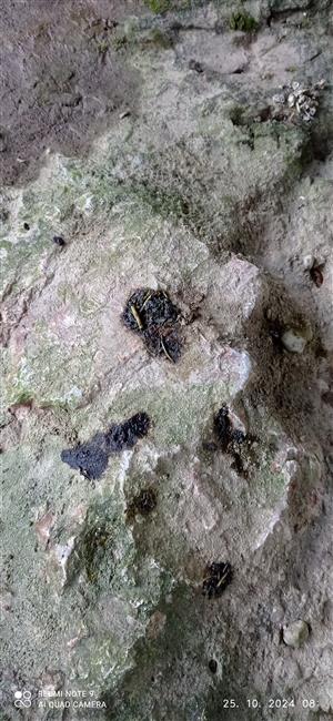 trus a výlučky análnych žliaz vydry riečnej na TML_LutrLutr_062