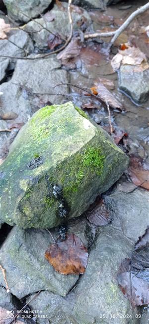 trus vydry riečnej na kameni v TML_LutrLutr_062