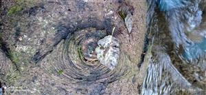 trus vydry riečnej na kmeni spadnutého stromu v toku