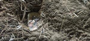 trus a výlučky análnych žliaz vydry riečnej na TML_LutrLutr_067