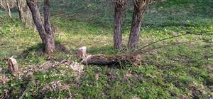 dokonané ohryzy vŕb bobrom vodným 