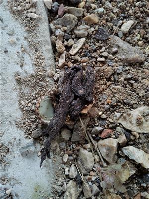 pobytové znaky - trus_2