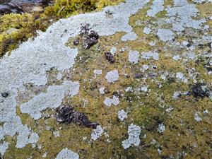 pobytové znaky - staré zvyšky trusu