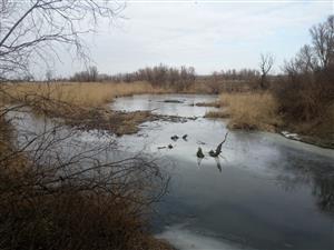 Pohľad na časť TML Alúvia Žitavy, severne od cest. mosta. Foto: 21.2.2025, J.Lengyel.