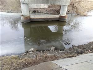 Pohľad na časť TML Alúvium Žitavy pod cestným mostom Martovce, kladisko trusu Lutra lutra. Foto: 21.2.2025, J.Lengyel.