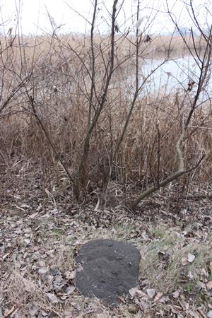 Pohľad na južnú hrádzu južného rybníka, TML Veľkoblahovské rybníky, foto: 25.2.2025, J.Lengyel. Krtinec s trusom L.lutra.