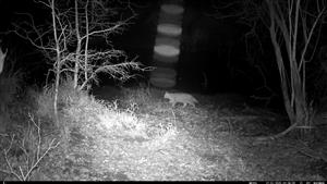 Felis silvestris, jedinec, záznam z fotopasce, TML Mužla, Čenkovský les, severná mokraďná depresia. Záznam z fotopasce, 27.1.2025 (J.Lengyel).