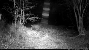 Felis silvestris, jedinec, video z fotopasce, 27.1.2025, TML Mužla, Čenkovský les, severná mokraďná depresia. Záznam z fotopasce, J.Lengyel.