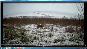 F.silvestris, 16.1.2025, TML Salka, Ipeľská pahorkatina, fotopasca: J.Lengyel. Okraj lesa.