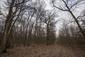 sova lesná (obyčajná) (18.2.2025)